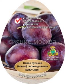 Слива русская Блю Свит (Алыча) пирамидальная (подвой семенной, алыча), 1 шт., Поиск