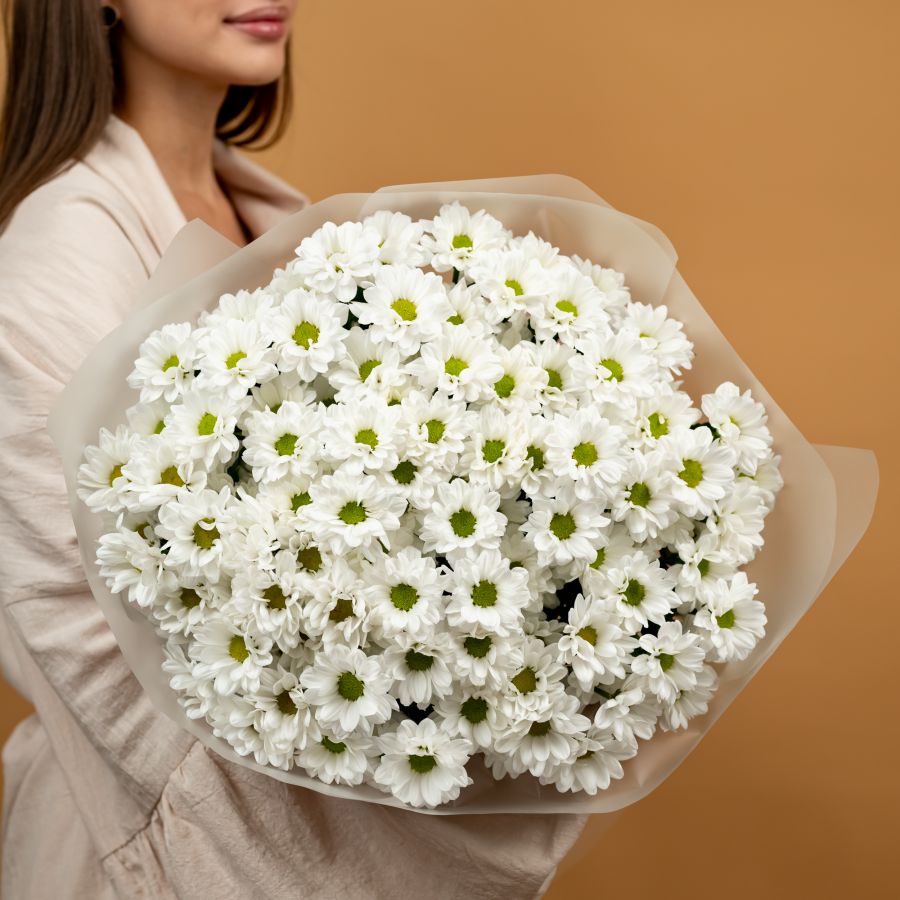 Хризантема (сорт Бакарди) в оформлении (15 шт)