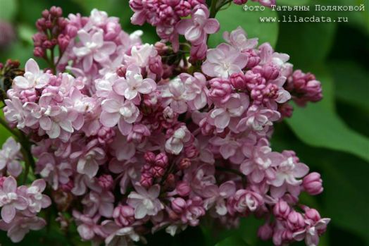 Сирень обыкновенная Жемчужина