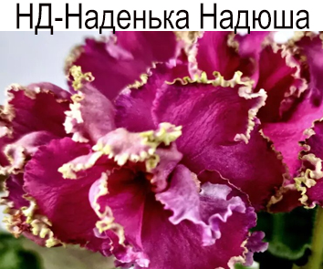 НД-Наденька Надюша (Данилова-Суворова)