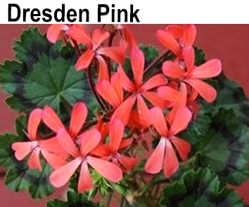Пеларгония зональная Dresden Pink