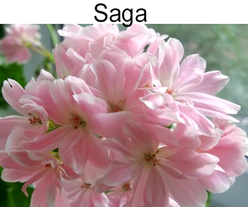 Пеларгония зональная компактная Saga