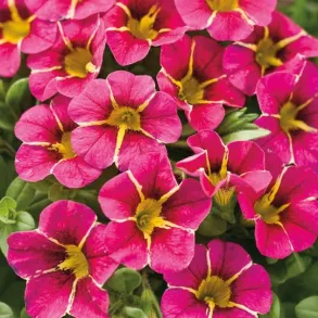 Калибрахоа Сalita Special Cherry Star