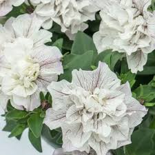 Петуния Tumbelina Margarita