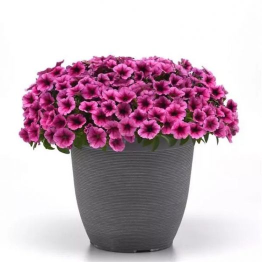 Петуния ампельная (Petunia trayling F1) Shock Wave Rose Vein, 50 драже