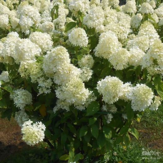 Гортензия метельчатая Селекшн