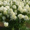 Гортензия метельчатая Селекшн