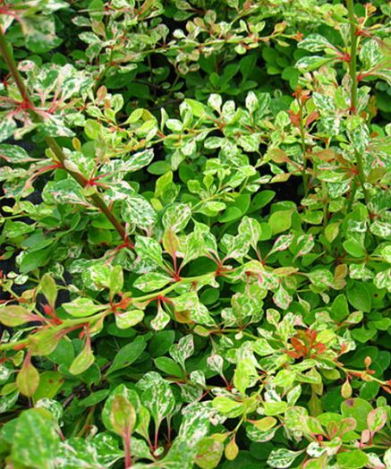 Барбарис тунберга Сильвер Бьюти