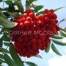 Ryabina-Saharnaya-Petrova-podvoj-semennoj-ryabina-obyknovennaya-1-sht-Poisk