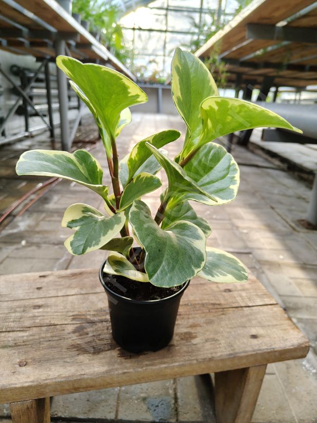 Пеперомия Обтипан Биколор