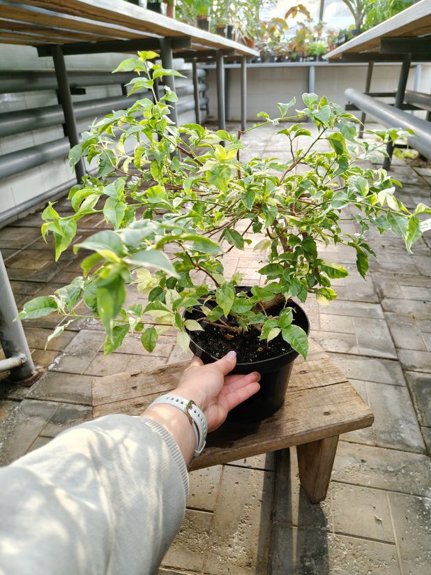 Бугенвиллея pink