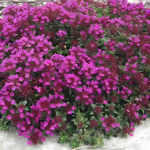 Тимьян Крипинг Ред