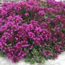 Тимьян Крипинг Ред