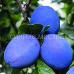 Sliva-Top-gigant-podvoj-semennoj-alycha-1-sht-Poisk2