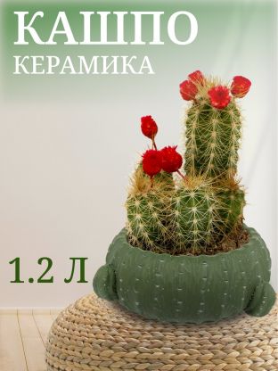 Кашпо керамика, 1.2 л, 16х9х9 см, Кактус, Y4-3079