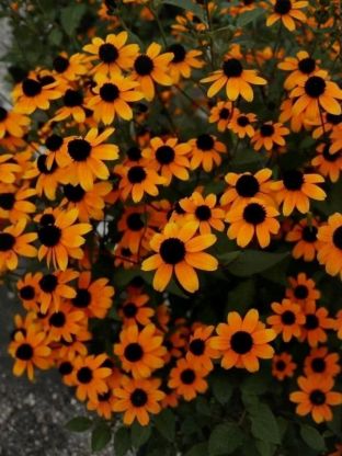 Семена Цветы, Санвиталия, Яркие Глазки, 0.02 г, цветная упаковка, Русский огород