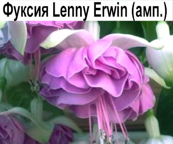 Фуксия Lenny Erwin (амп.)