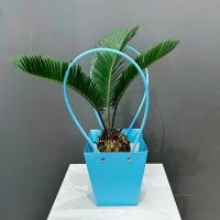 Цикас в подарочной сумочке