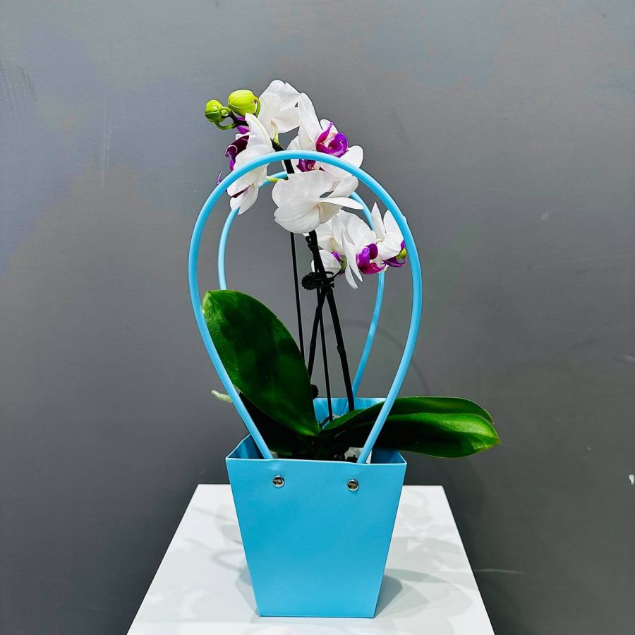 Орхидея в подарочной сумочке