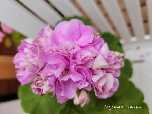 Шёлк Полнолуние № 2483