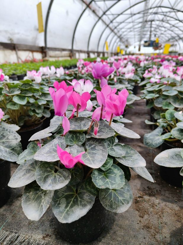 Цикламен (Оптом) Заказ от 30 шт.