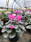 Цикламен (Оптом) Заказ от 30 шт.