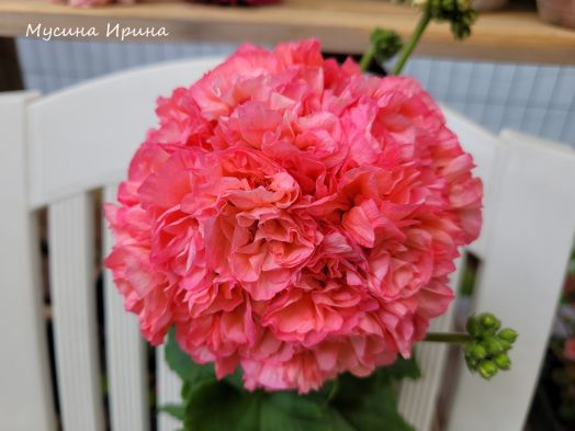 Шёлк Золотой Век