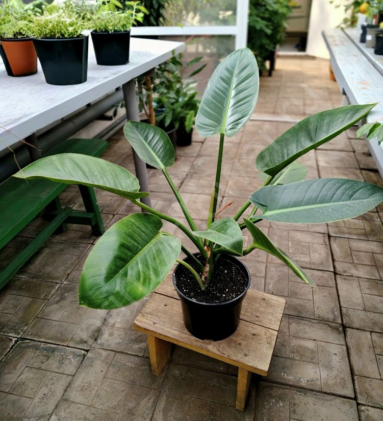 Филодендрон Империал Грин (Philodendron Imperial Green)