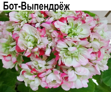 Пеларгония розебудная Бот-Выпендреж  НОВИНКА КАТАЛОГА