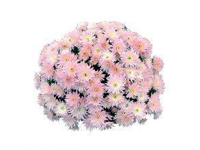 Хризантема мультифлора Coeur de Lorraine Perle - 12шт (миниопт)