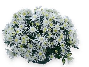 Хризантема мультифлора Flash Look Original Blanc - 12шт (миниопт)