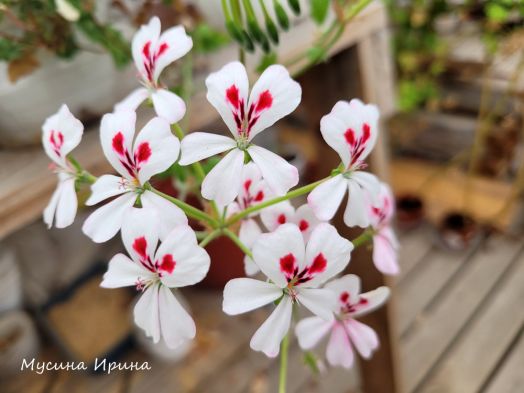 Pelargonium echinatum Curtis