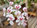 Pelargonium echinatum Curtis