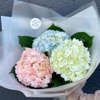 Небо: Гортензия 3