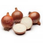 Luk-sevok-SheTANA-10-21-ROSSIya-500-g