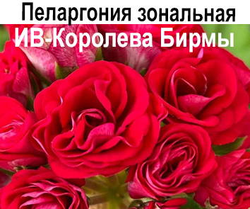 Пеларгония розебудная ИВ-Королева Бирмы