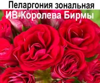 Пеларгония розебудная ИВ-Королева Бирмы