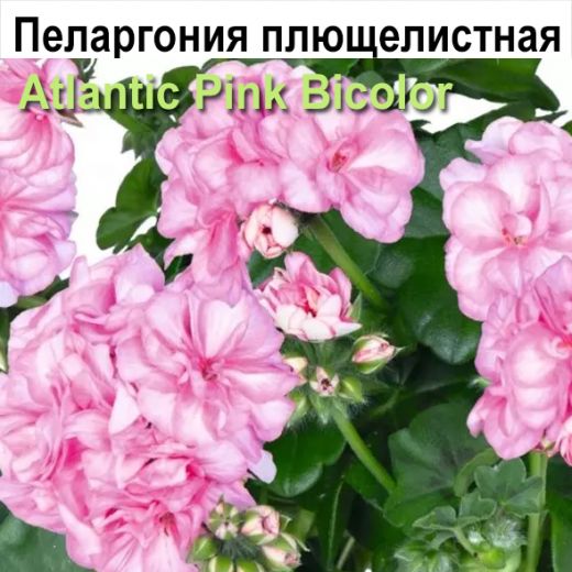 Пеларгония плющелистная Atlantic Pink Bicolor