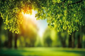 Фон стена "Summer wall №23"