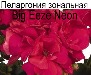 Пеларгония зональная Big Eeze Neon