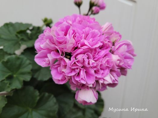 Шёлк Лукоморье