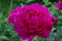 Пион травянистый 'Мадам Годишо' / Paeonia 'Madame Gaudichau'
