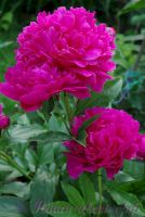 Пион травянистый 'Мадам Годишо' / Paeonia 'Madame Gaudichau'