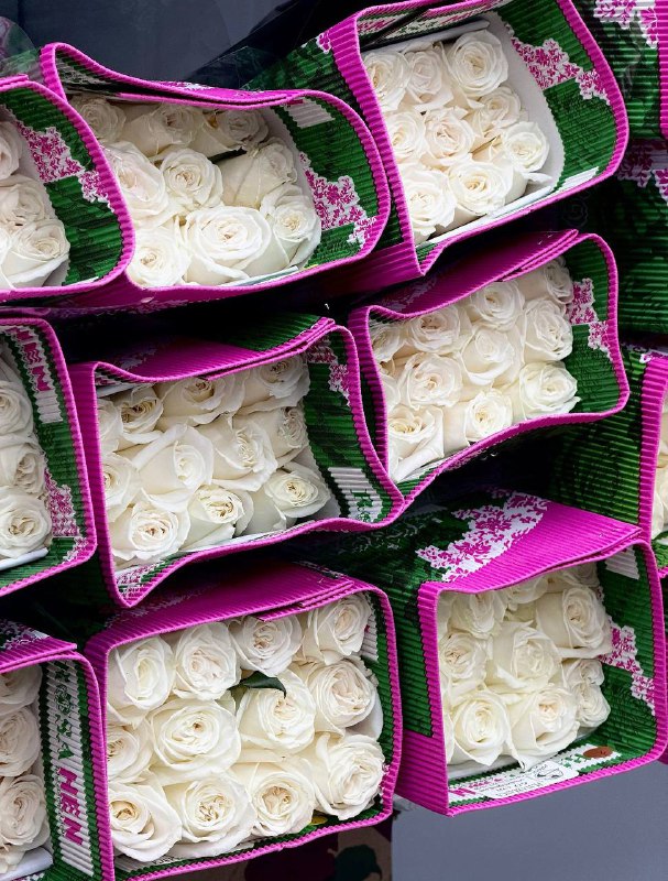 Роза PLAYA BLANKA 60 см Эквадор