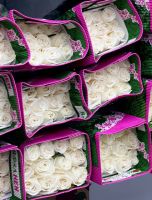 Роза PLAYA BLANKA 60 см Эквадор