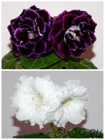 ЕН-Черный Аметист/ЕН-Белая Лилия