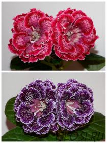 ЕН-Ажурные Банты/ЕН-Вивальдина