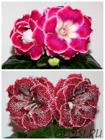 ЕН-Мармеладная Фантазия/ЕН-Тигровая Лилия