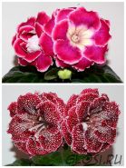 ЕН-Мармеладная Фантазия/ЕН-Тигровая Лилия