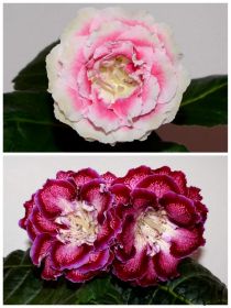 ЕН-Золотко/ЕН-Вечерняя Малина